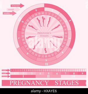 Frau Schwangerschaft Stadien, Vektor Stock Vektor