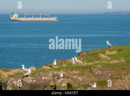 Container schiff am Horizont in der Frith von Firth mit silbermöwen auf Craigleith Insel im Vordergrund an einem sonnigen Tag, Schottland, Großbritannien Stockfoto