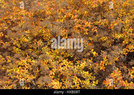 Spiraea Japonica 'Goldflame' - japanische Mädesüß, japanische spiraea Stockfoto