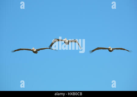 Pelikan im Flug über Strand Stockfoto