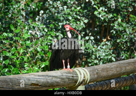 Exotische Vögel (südliche Waldrappen) Stockfoto