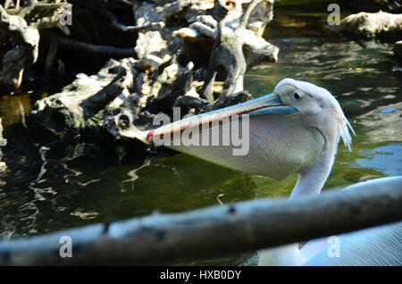 Ungewöhnliche Vögel der Welt, "Weiße Pelikan" Stockfoto