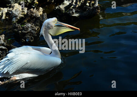 Ungewöhnliche Vögel der Welt, "Weiße Pelikan" Stockfoto