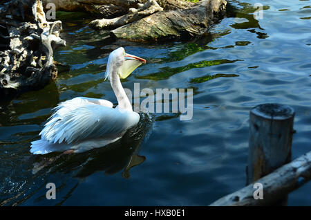 Ungewöhnliche Vögel der Welt, "Weiße Pelikan" Stockfoto