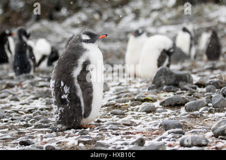 Pinguin Küken, Küken. Gentoo Pinguine der Antarktis. Stockfoto