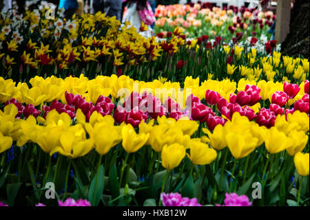 Ein Tulpe Garten blüht mit einer Vielzahl von Tulpen während der Skagit Valley Tulip Festival in Washington Stockfoto