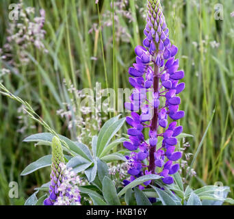 Auf einer Wiese Gras blühenden Lupinen. Close-up präsentiert. Stockfoto