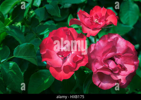 Schöne helle rote Blumen Hybrid-Tee-Rosen im Garten blühen. Fotografierten Nahaufnahme auf einem Hintergrund aus grünen Blättern. Stockfoto