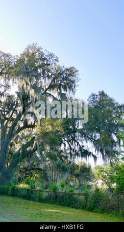 Porträt von majestätischen Eichen Baum mit Blättern und Moos, Hintergrundbeleuchtung gegen strahlend blauen Himmel mit dem leeren Raum bedeckt. Gainesville, Florida, USA Stockfoto