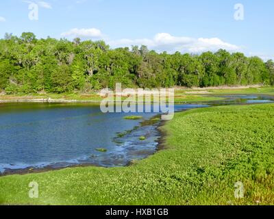 Nordflorida Landschaft mit See, Laubbäumen, Evergreens und Spiegelbild im Wasser. Paynes Prairie Preserve State Park, Gainesville, FL, USA Stockfoto