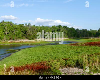 Nordflorida Landschaft mit See, Laubbäumen, Evergreens und Spiegelbild im Wasser. Paynes Prairie Preserve State Park, Gainesville, FL, USA Stockfoto