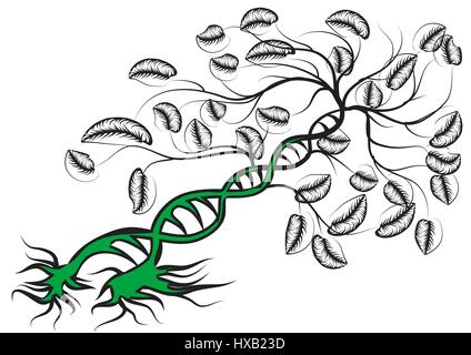 Pflanzen Sie als DNA isoliert auf weißem Hintergrund Stock Vektor