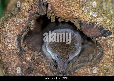 Allgemeine Spitzmaus (Sorex Araneus) peering aus einem ausgehöhlten alte Log in einem Garten von Norfolk. Stockfoto