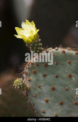 Kaktusblüte mit stacheliger Birne (Opuntia galapageia) Stockfoto