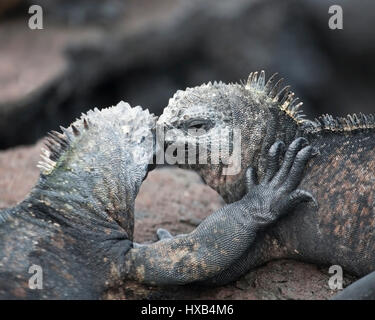 Marine-Iguanas berühren die Nase, eine mit der Hand auf der anderen, auf der Insel Santiago auf den Galapagos-Inseln. Amblyrhynchus cristatus wikelskii Stockfoto