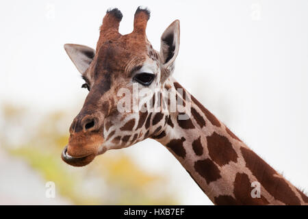 Giraffe kauen Stockfoto