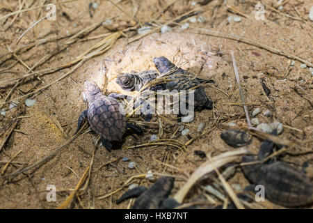 Unechte Karettschildkröte (Caretta Caretta) Jungtiere entstehen aus ihrem Nest am Mon Repos Schildkröte Centre, Bundaberg, Queensland, Australia Stockfoto