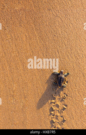 Baby Unechte Karettschildkröte (Caretta Caretta), die ihre Reise zum Meer.   Mon Repos Conservation Park, Bundaberg, Queensland, Australien Stockfoto