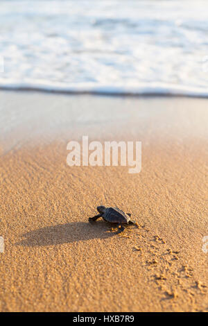 Baby Unechte Karettschildkröte (Caretta Caretta), die ihre Reise zum Meer.   Mon Repos Conservation Park, Bundaberg, Queensland, Australien Stockfoto