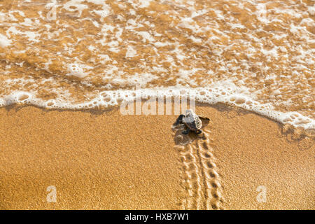 Baby Unechte Karettschildkröte (Caretta Caretta), die ihre Reise zum Meer.   Mon Repos Conservation Park, Bundaberg, Queensland, Australien Stockfoto