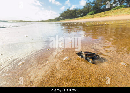 Baby Unechte Karettschildkröte (Caretta Caretta), die ihre Reise zum Meer.   Mon Repos Conservation Park, Bundaberg, Queensland, Australien Stockfoto