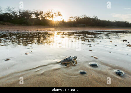 Baby Unechte Karettschildkröte (Caretta Caretta), die ihre Reise zum Meer bei Sonnenuntergang.   Mon Repos Conservation Park, Bundaberg, Queensland, Australien Stockfoto