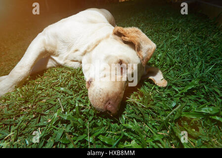 Leiter der Labrador Hund Handauflegen grün grass Hintergrund. Faulen Labrador Hund Stockfoto