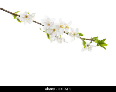 Niederlassung in Blüte, die isoliert auf weißem Hintergrund. Cherry plum Stockfoto