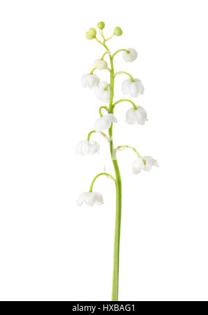 Lily Of The Valley isoliert auf weißem Hintergrund Stockfoto