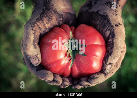 Frisch geerntete Tomaten in Händen Stockfoto