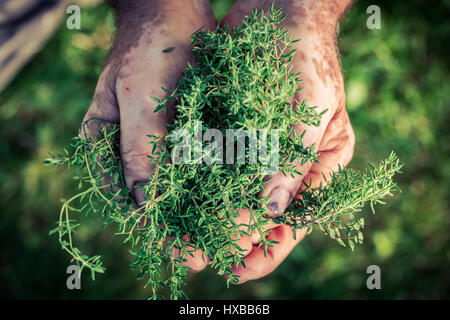 Frisch geerntetem Thymian in Händen Stockfoto
