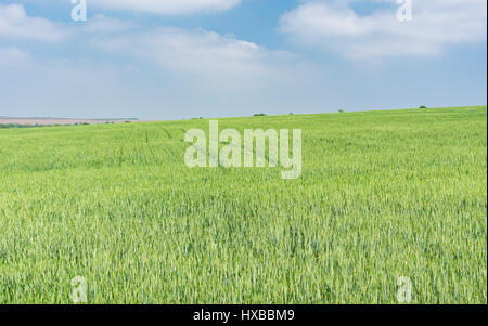 Landschaft mit unreife Getreide eingereicht im Mai Stockfoto