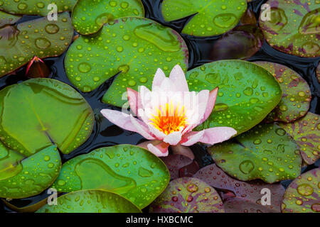 Schöne rosa Seerose im Morgen Regen Stockfoto