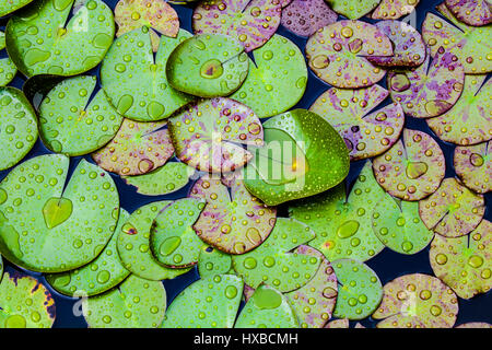 Seerose verlässt Textur in regen bedeckt Stockfoto