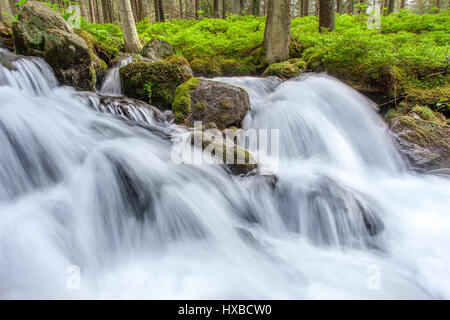 Schöne Wasserfälle in einem Frühling Stockfoto