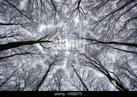 Landschaft Bäume Weitwinkeleinstellung Stockfoto