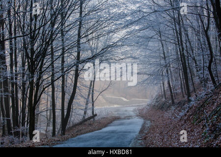 Frostig kalten Wald mit Nebel Stockfoto