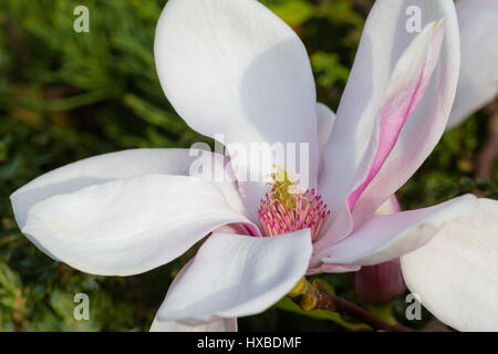 Sehr weiche romantische Magnolia Blüte Nahaufnahme Stockfoto