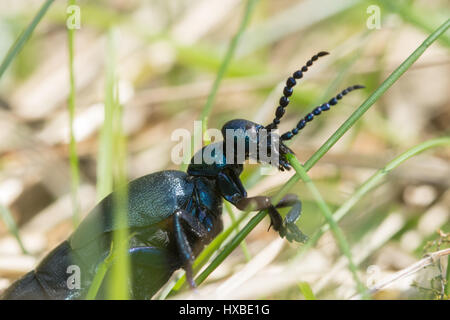 Nahaufnahme der männlichen schwarzen Öl Käfer (Meloe proscarabaeus) Stockfoto