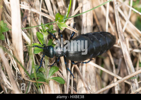 Nahaufnahme der männlichen schwarzen Öl Käfer (Meloe proscarabaeus) Stockfoto