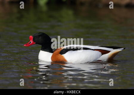 Drake Brandgans Stockfoto