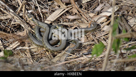 Ringelnatter at Otmoor Nature Reserve, Oxfordshire, UK Stockfoto