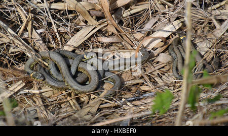 Ringelnatter at Otmoor Nature Reserve, Oxfordshire, UK Stockfoto