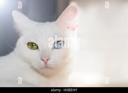 Wunderschöne schneeweiße Rassekatze mit verschiedenen bunten Augen an einem sonnigen Tag. Stockfoto