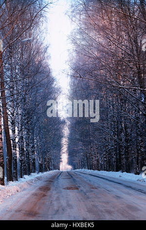 Straßenbäume Winter leer Stockfoto