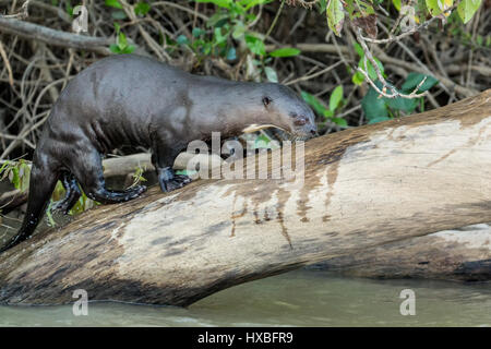 Riesenotter Fluss auf einem Baumstamm entlang des Flussufers des Flusses Cuiaba im Pantanal Region, Mato Grosso, Brasilien, Südamerika Stockfoto