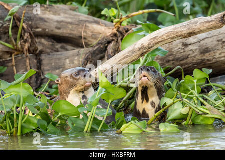 Zwei riesige Otter schwimmen in die Wasserhyazinthen und Schauspiel neugierig auf die Touristen in die Ufer des Flusses Cuiaba im Pantanal-reg Stockfoto