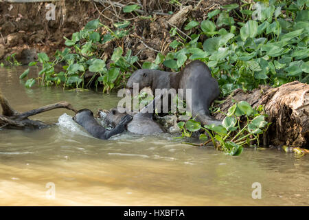 Drei Riesenotter River ein Spiel Dominanz auf einem Baumstamm und Wasserhyazinthen im Fluss Cuiaba im Pantanal Mato Orduspor in Brasilien, Süden Stockfoto