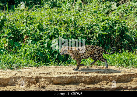 Mutter Jaguar nachlaufen Yacare Caiman für sich und ihre zwei jungen, entlang des Flusses Cuiaba im Pantanal Mato Orduspor in Brasilien, Südamerika Stockfoto