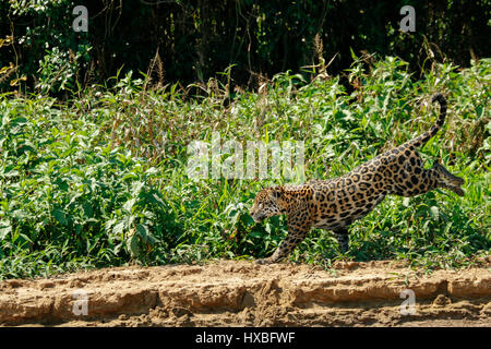 Mutter Jaguar nachlaufen Yacare Caiman für sich und ihre zwei jungen, entlang des Flusses Cuiaba im Pantanal Mato Orduspor in Brasilien, Südamerika Stockfoto